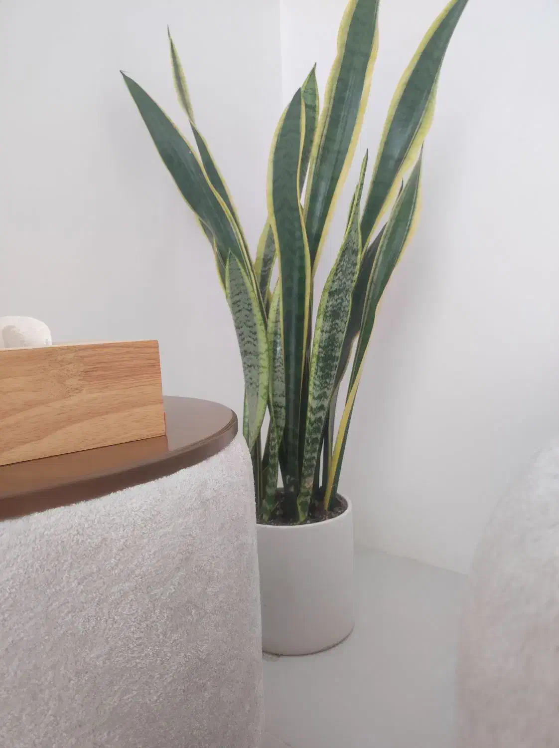 گل سانسوریا لب طلا بهمراه گلدون|گل و گیاه طبیعی|مشهد, امیریه|دیوار