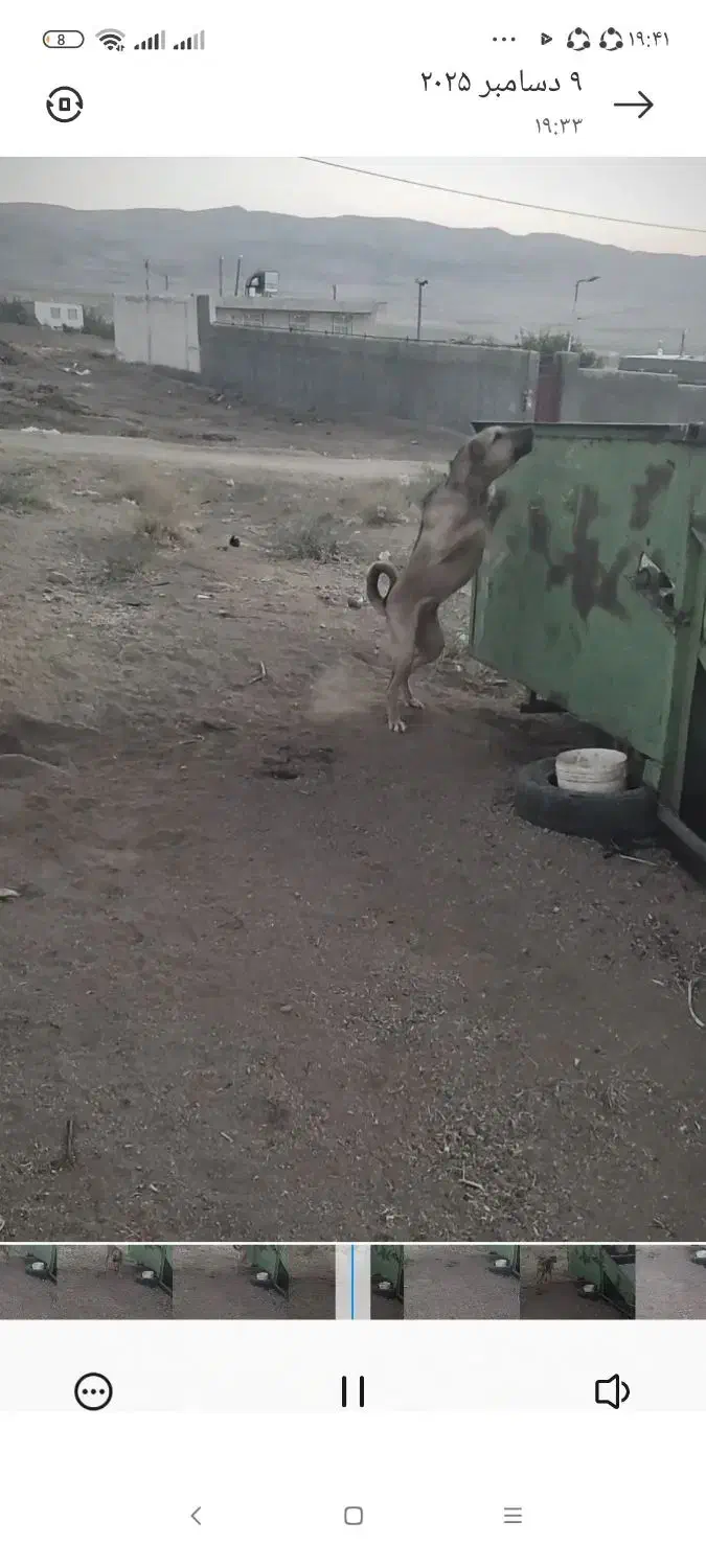 واگذاری سگ نگهبان|سگ|ملایر, |دیوار