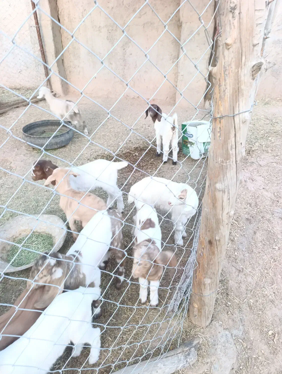 بز و کره|حیوانات مزرعه|سیرجان, |دیوار