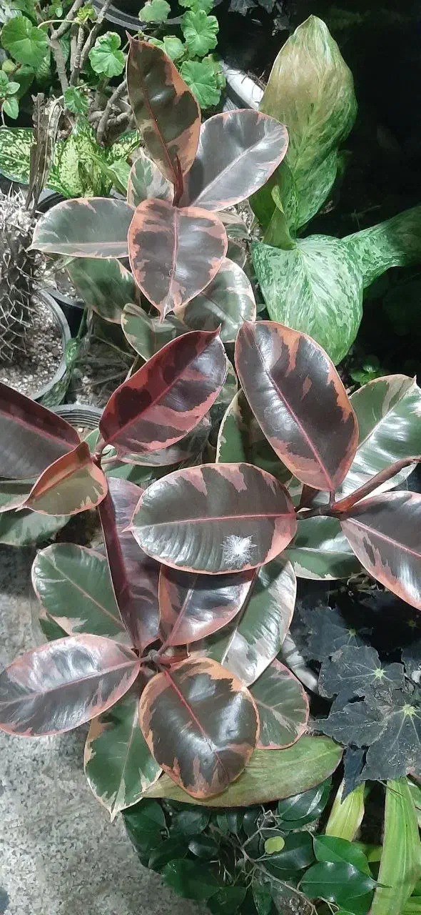 گل های طبیعی ارسال درب منزل|گل و گیاه طبیعی|اردبیل, |دیوار