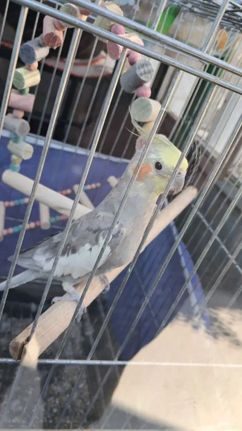 عروس هلندی|پرنده|نیر (اردبیل), |دیوار