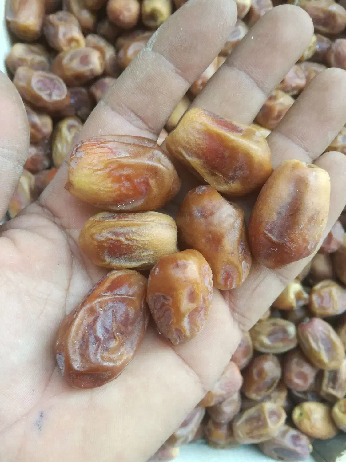 خرمای زاهدی (قصب)|عمده‌فروشی|شادگان, |دیوار