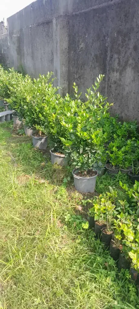 فروش یاس هلندی سطل ۱۰، ۱۲، زباله، وصال ۴۲|گل و گیاه طبیعی|نشتارود, |دیوار