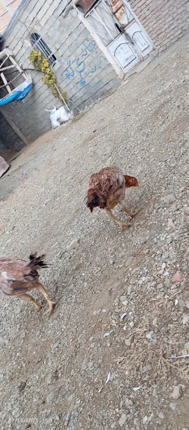 دعدد مرغ لاری تخم گذار|حیوانات مزرعه|نالوس, |دیوار