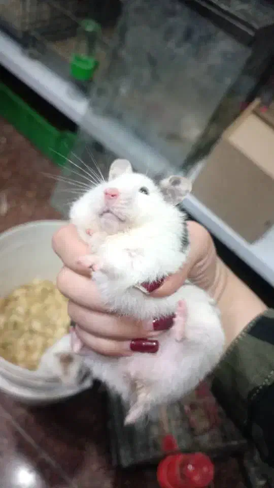 حیوان|موش و خرگوش|ایذه, |دیوار