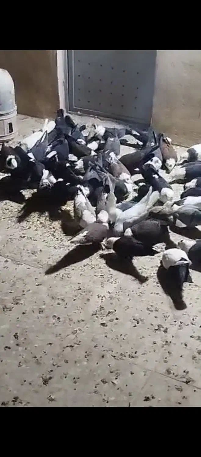 کل سفید|پرنده|کهک, |دیوار