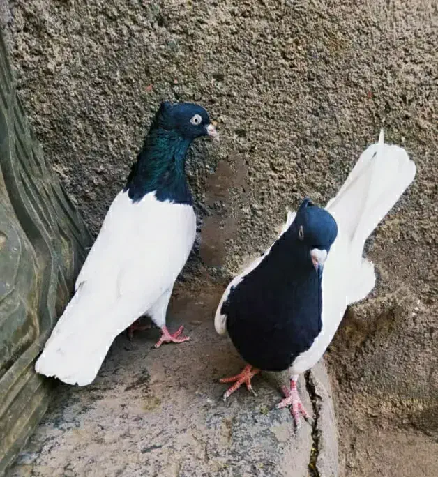 دو عدد ماده کله سیاه|پرنده|مشهد, شهید معقول|دیوار