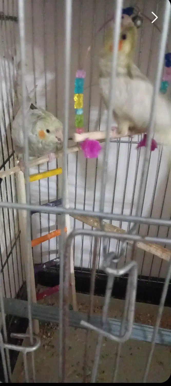 یه جفت عروس هلندی  نر و ماده عدد فنج بنغالی|پرنده|قزوین, |دیوار