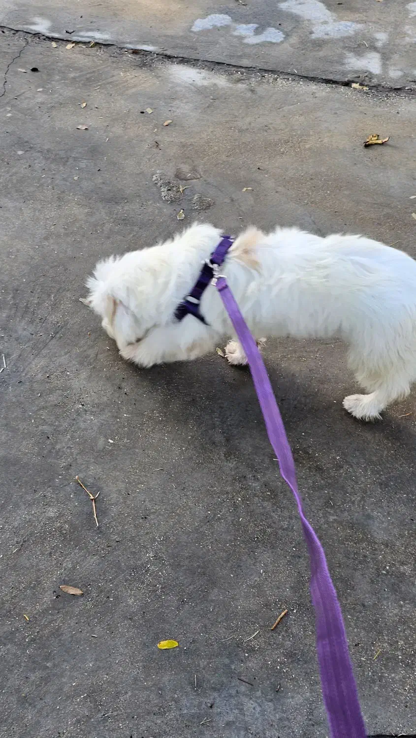 واگذاری رایگان سگ تریر|سگ|اوز, |دیوار