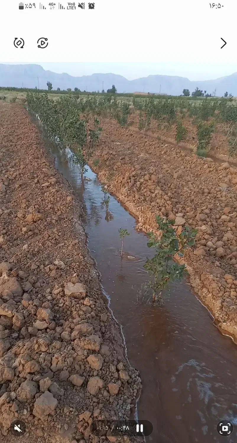 باغ پسته 5 هزار متری واقع در دولت آباد سروستان|فروش زمین و ملک کلنگی|سروستان, |دیوار