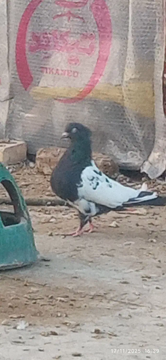 کبوتر|پرنده|اردکان, |دیوار