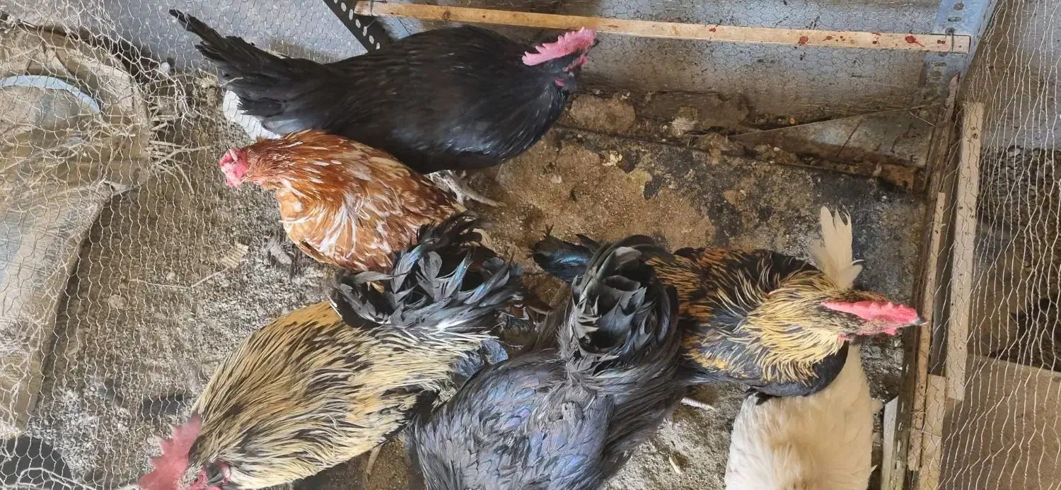 خروس سیاه مرندی و بوقلمون برنز|حیوانات مزرعه|بیرجند, |دیوار