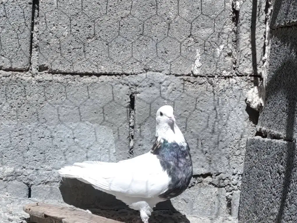 بهبهانی|پرنده|ارژن, |دیوار