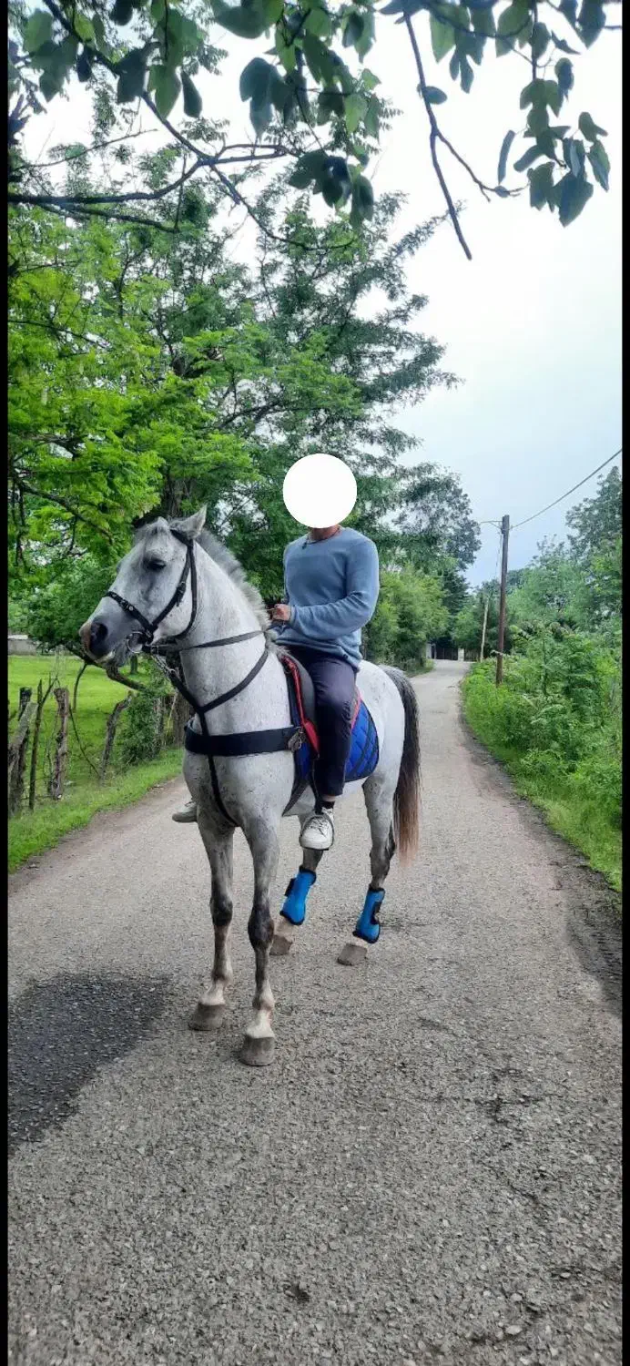 فروش یک راس نریان قد بلند و آرام نیلی رنگ|اسب و تجهیزات اسبسواری|ماسال, |دیوار