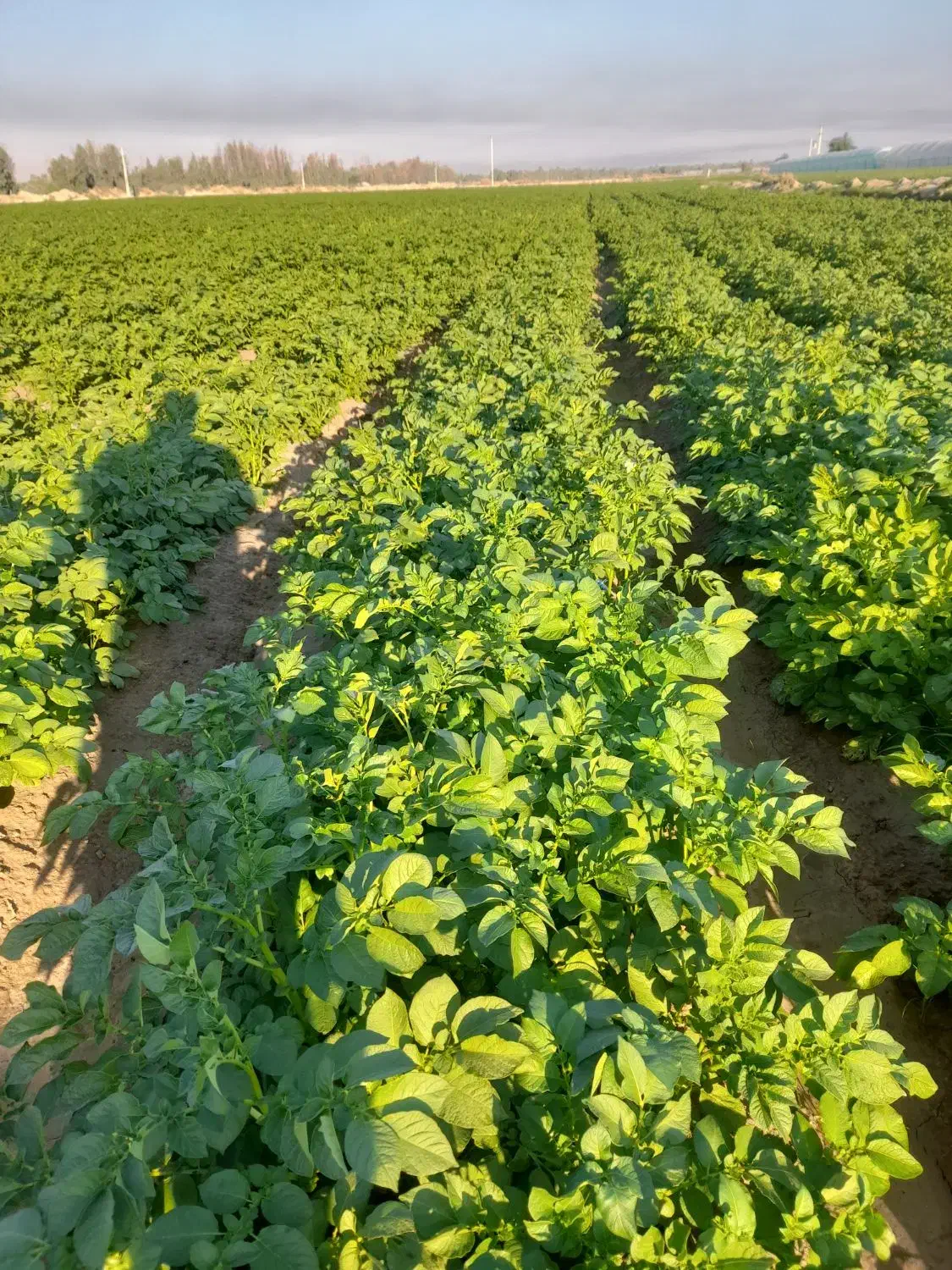 اجاره زمین|اجارهٔ دفتر صنعتی، کشاورزی، تجاری|جیرفت, |دیوار