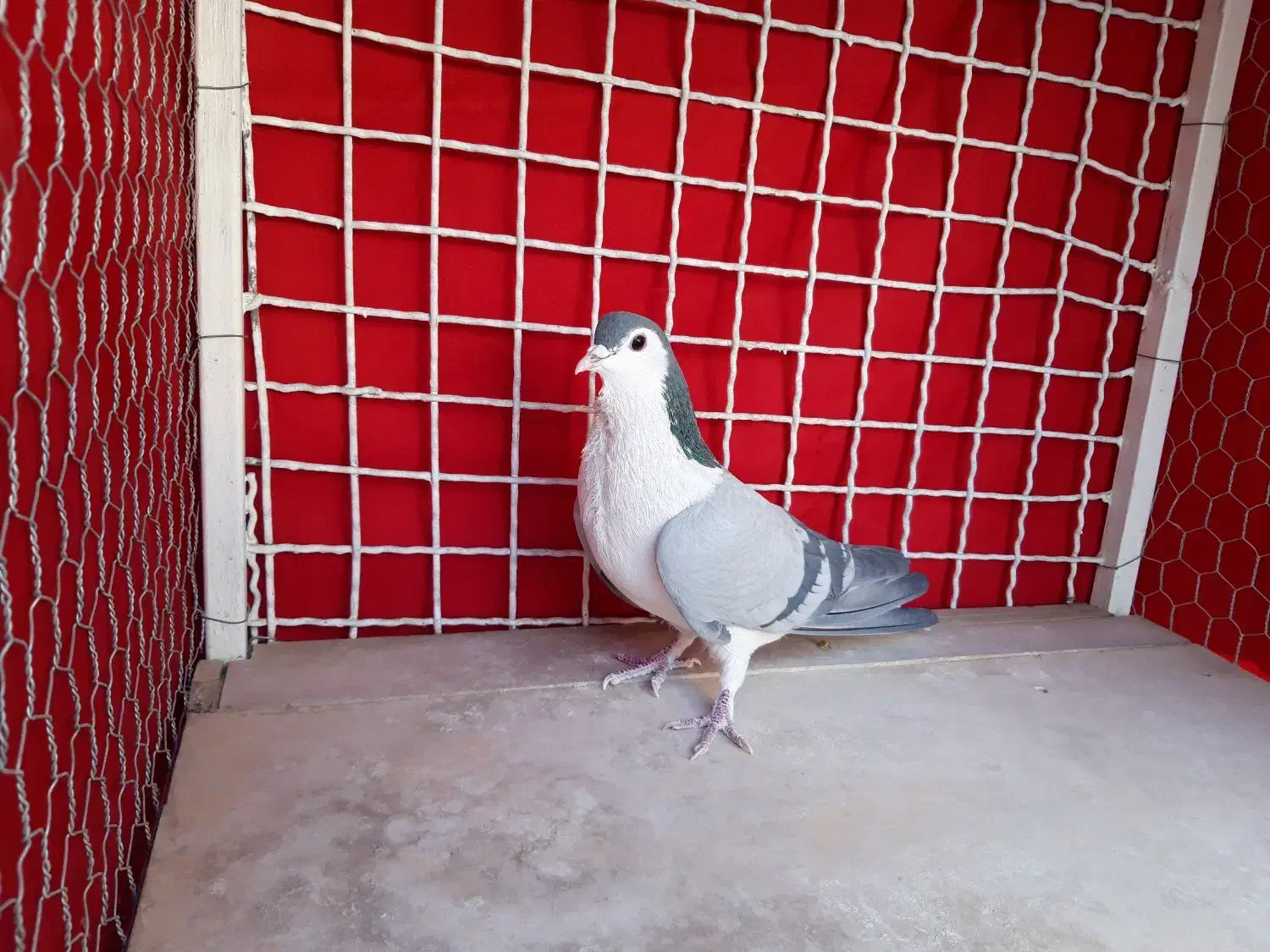 دو تا نر واز دمگیر|پرنده|اصفهان, اطشاران|دیوار