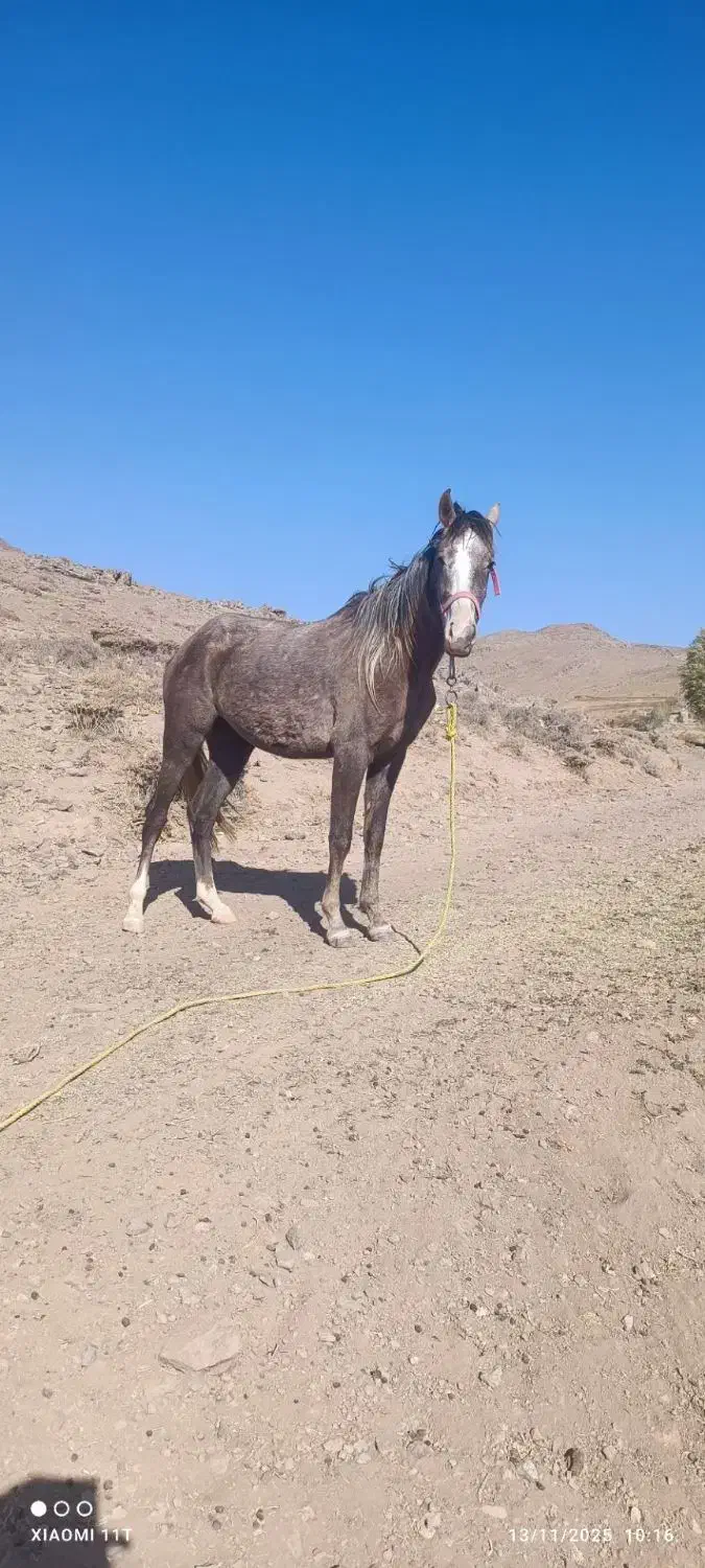 مادیونه نژادش در شور و کرد میکس شده|اسب و تجهیزات اسب‌سواری|نظرآباد, احمد آباد|دیوار