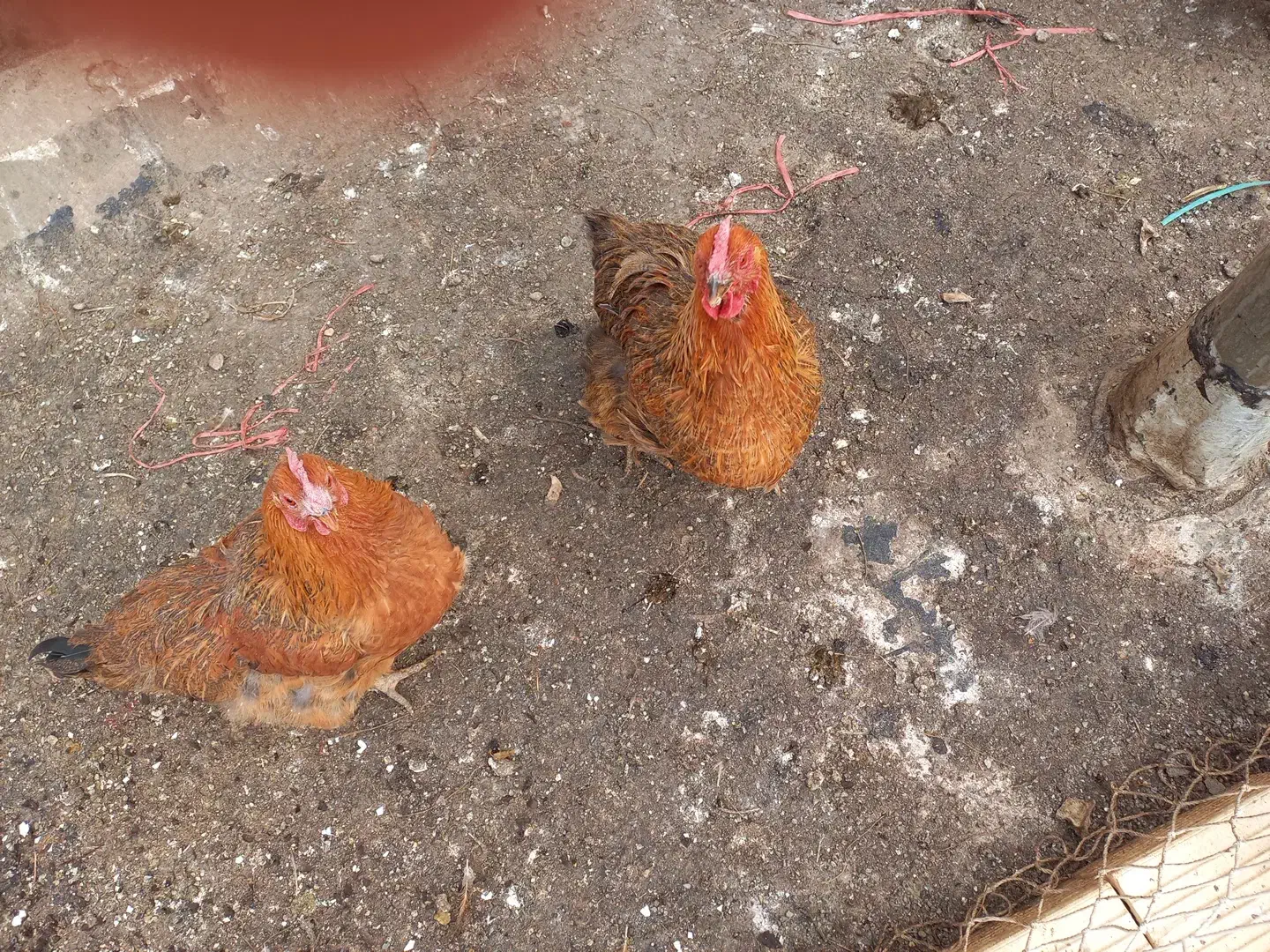 ۵ عدد مرغ محلی|حیوانات مزرعه|مشکین‌دشت, |دیوار