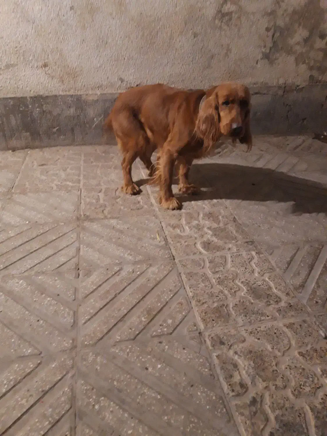 ۶عدد سگ|سگ|تهران, اقدسیه|دیوار