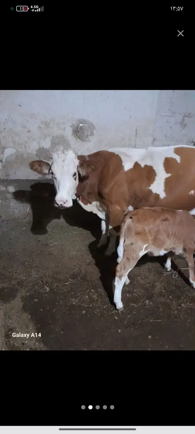 گوساله ماده|حیوانات مزرعه|میاندوآب, |دیوار