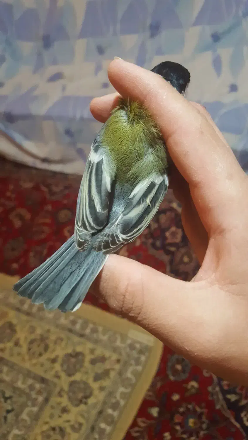 سهره|پرنده|بروجرد, |دیوار