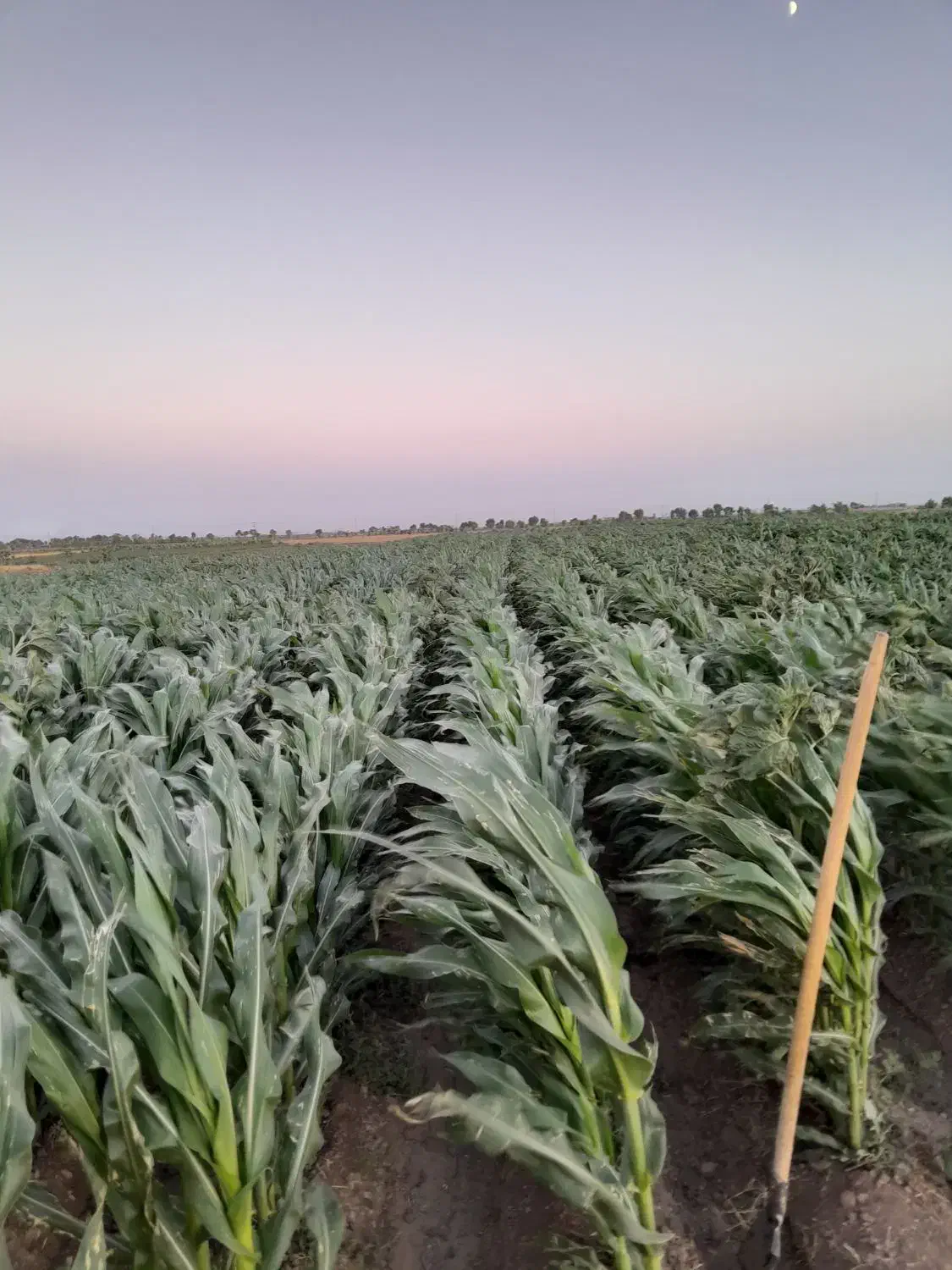 ذرت|لوازم جانبی حیوانات|تاکستان, |دیوار