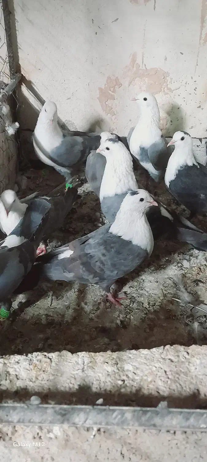 کبوتر|پرنده|سبزوار, طبرسی (جعفرآباد)|دیوار