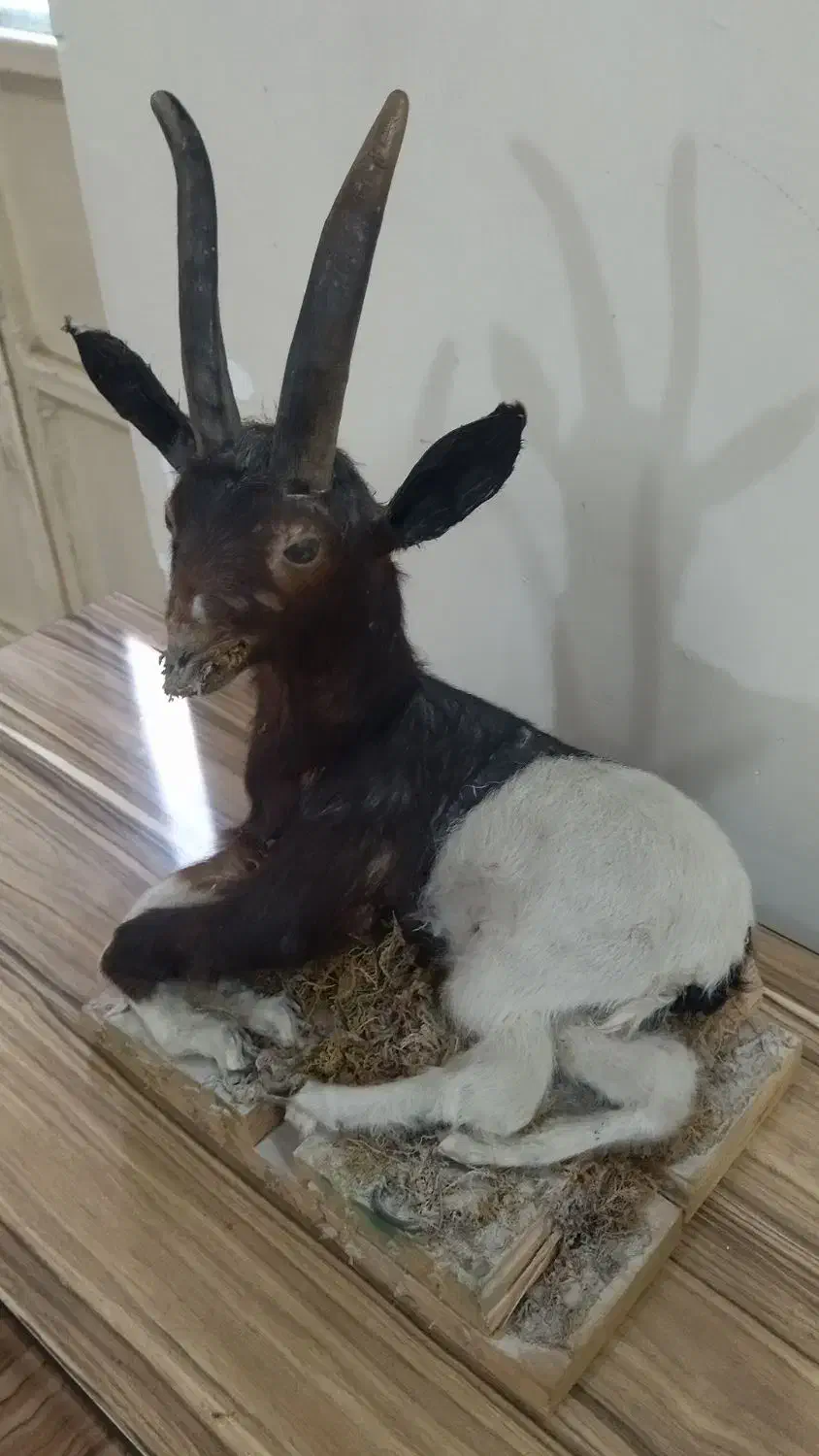 مجسمه تزئینی دکوری|مجسمه، تندیس، ماکت|اهواز, کمپلو جنوبی|دیوار