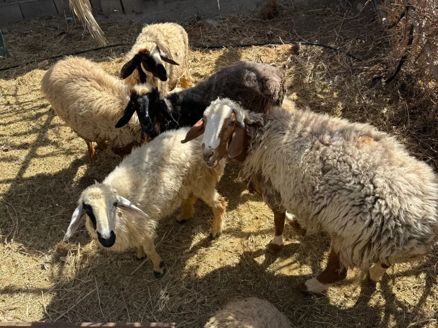 گوسفند چینی شیرازی|حیوانات مزرعه|توکهور, |دیوار