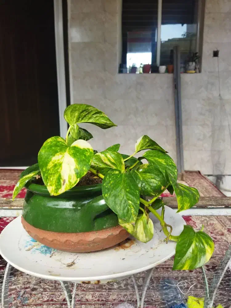 گل طبیعی|گل و گیاه طبیعی|رشت, دیانتی|دیوار