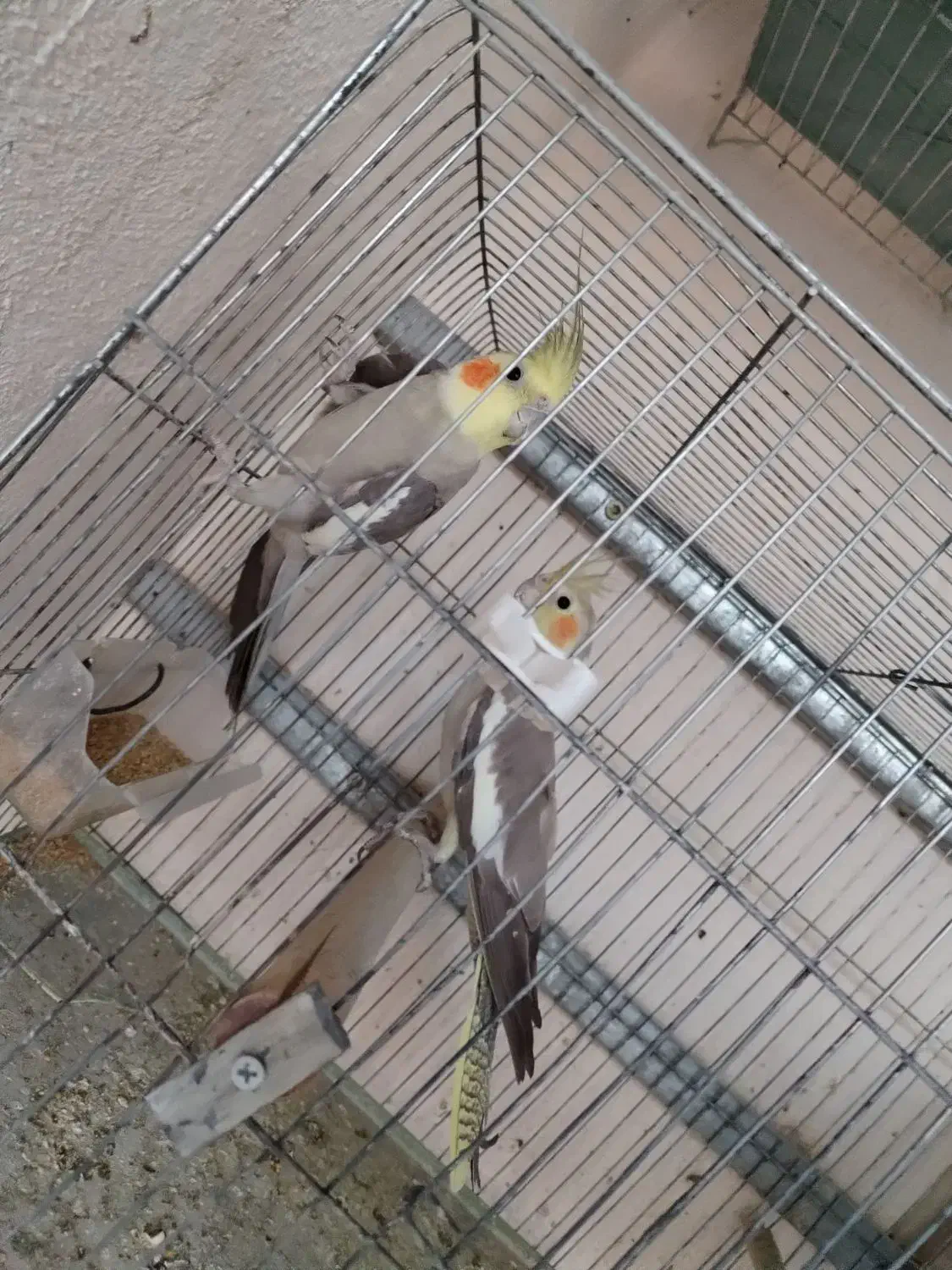 فروش عروس هلندی|پرنده|میانه, |دیوار