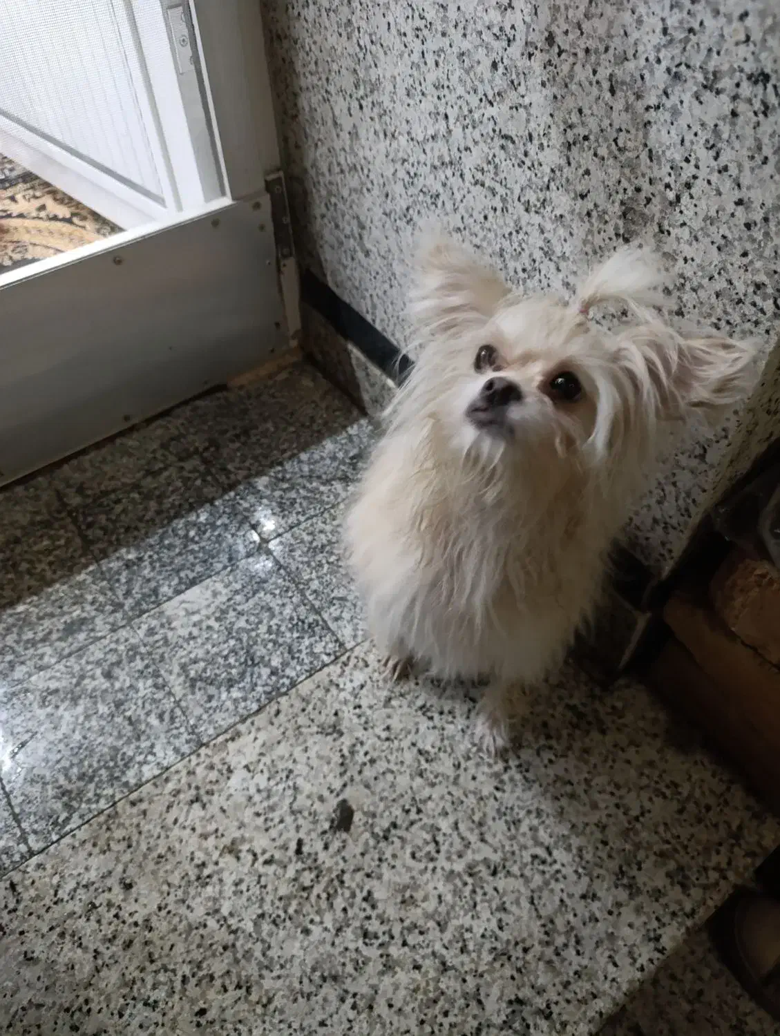 سگ پامر|سگ|قم, زاویه|دیوار