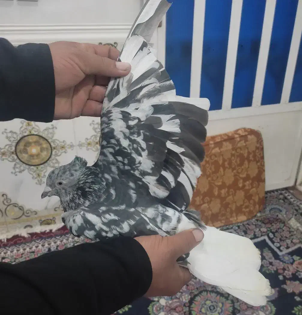 کوهی دم سفید شیبان|پرنده|باوی, |دیوار