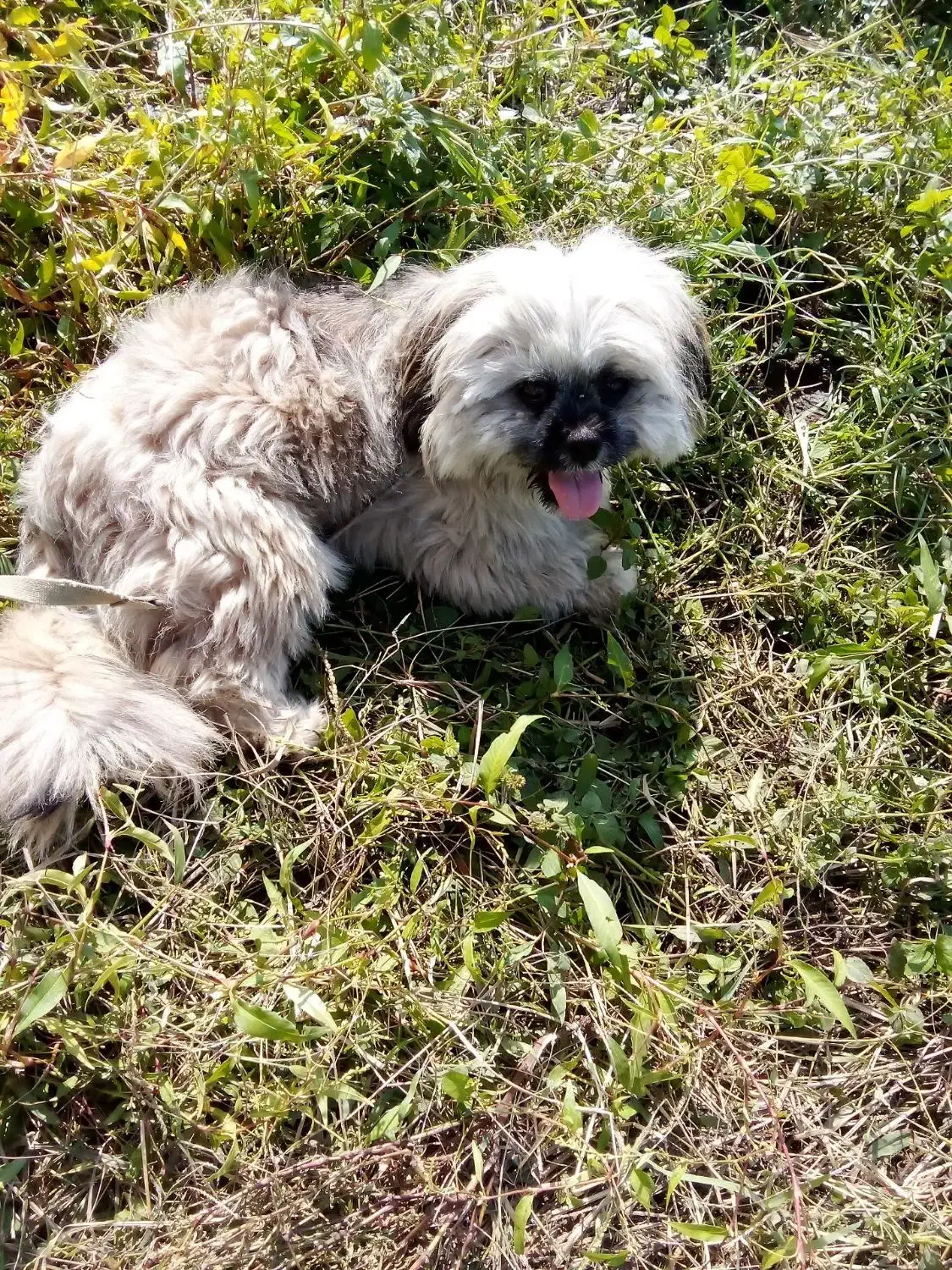 سگ شیتزو|سگ|رضوانشهر, |دیوار