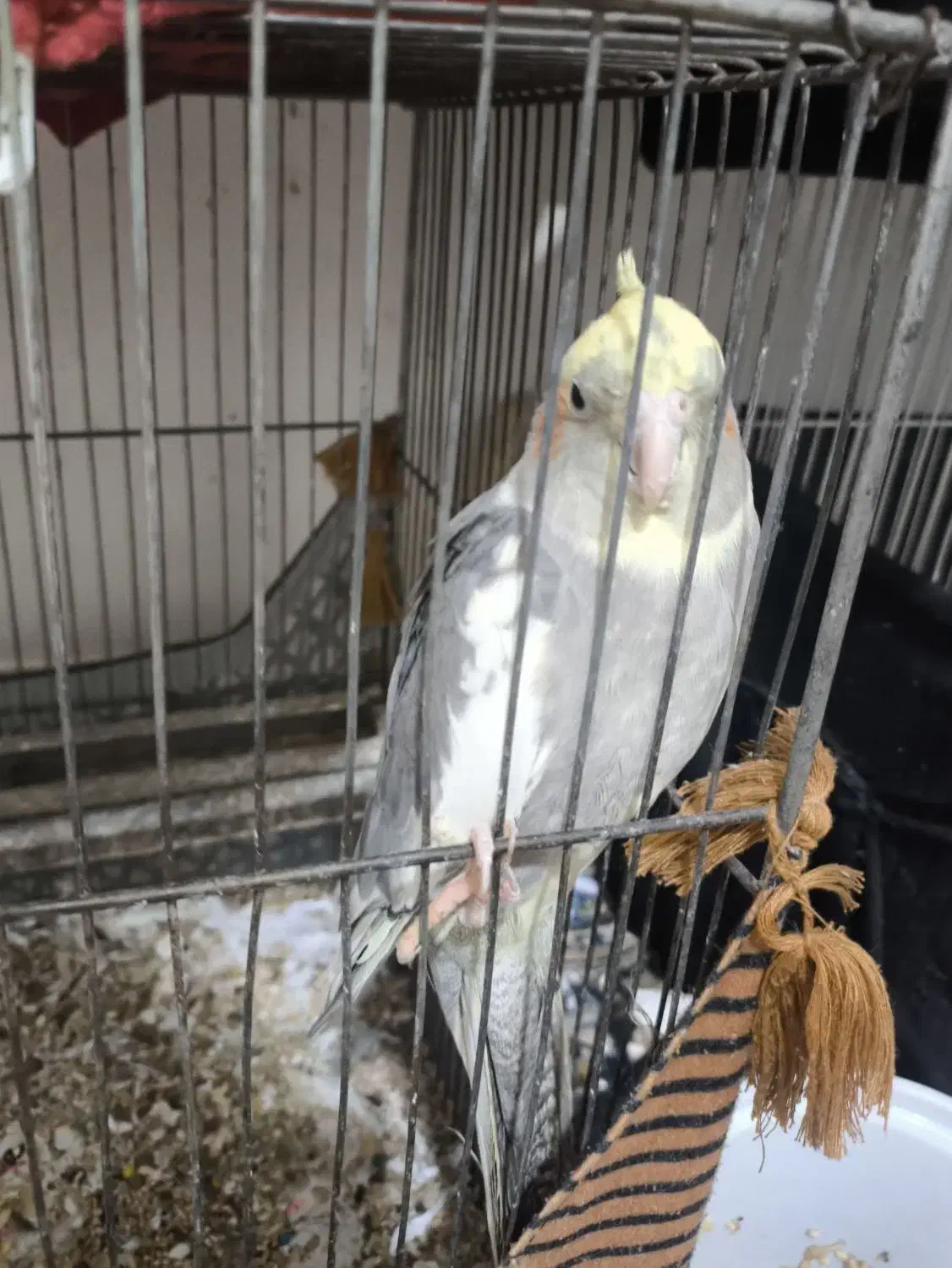 عروس هلندی با تخم و جوجه|پرنده|مشهد, کشف|دیوار