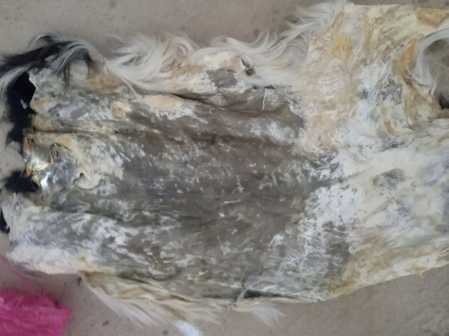 پوست طباخی شده قدیمی کلکسیونی|کلکسیون اشیاء عتیقه|شهرکرد, |دیوار