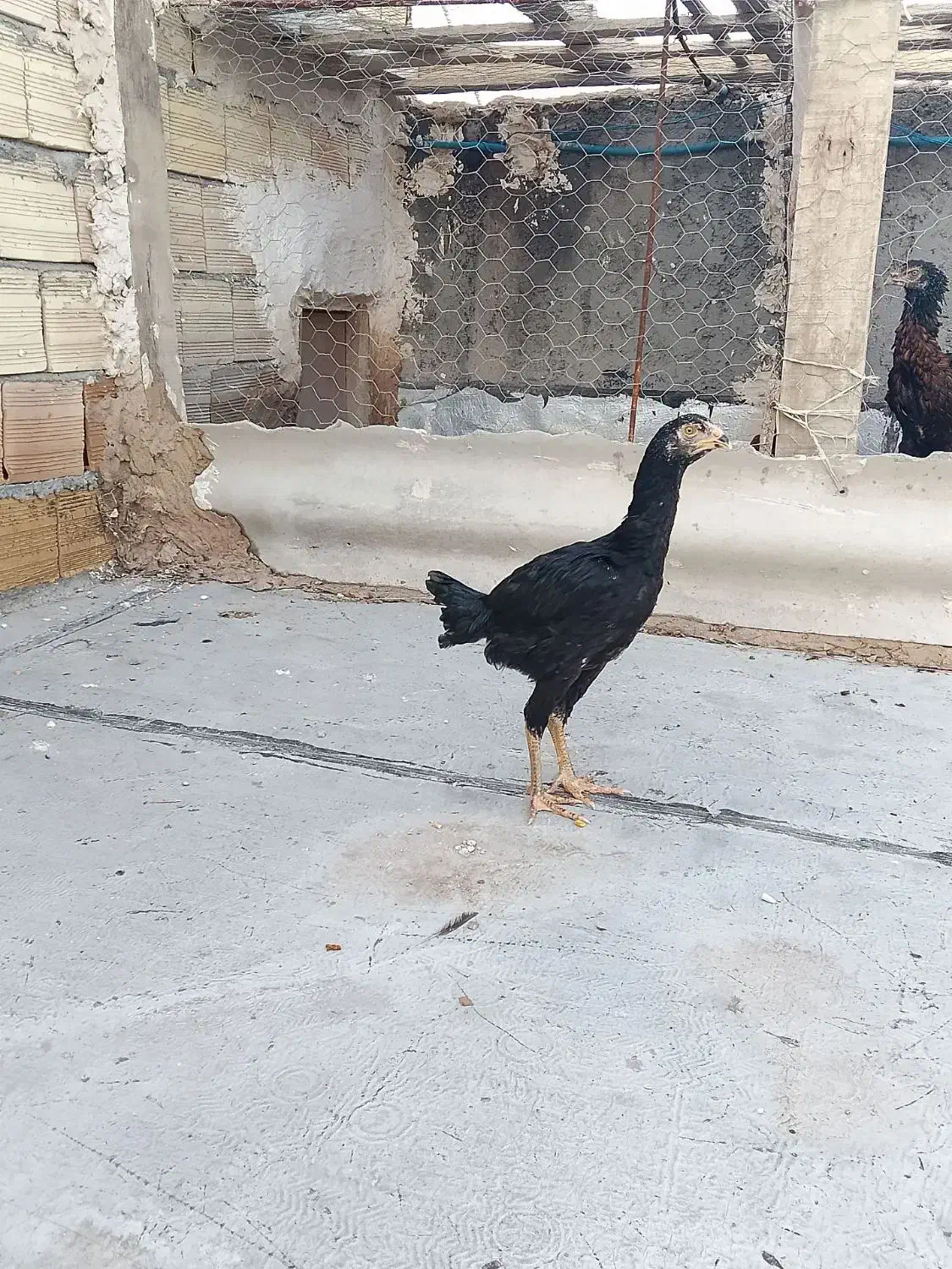 یک عدد خروس لاری و جوجه مرغ لاری|حیوانات مزرعه|مشگین شهر, |دیوار