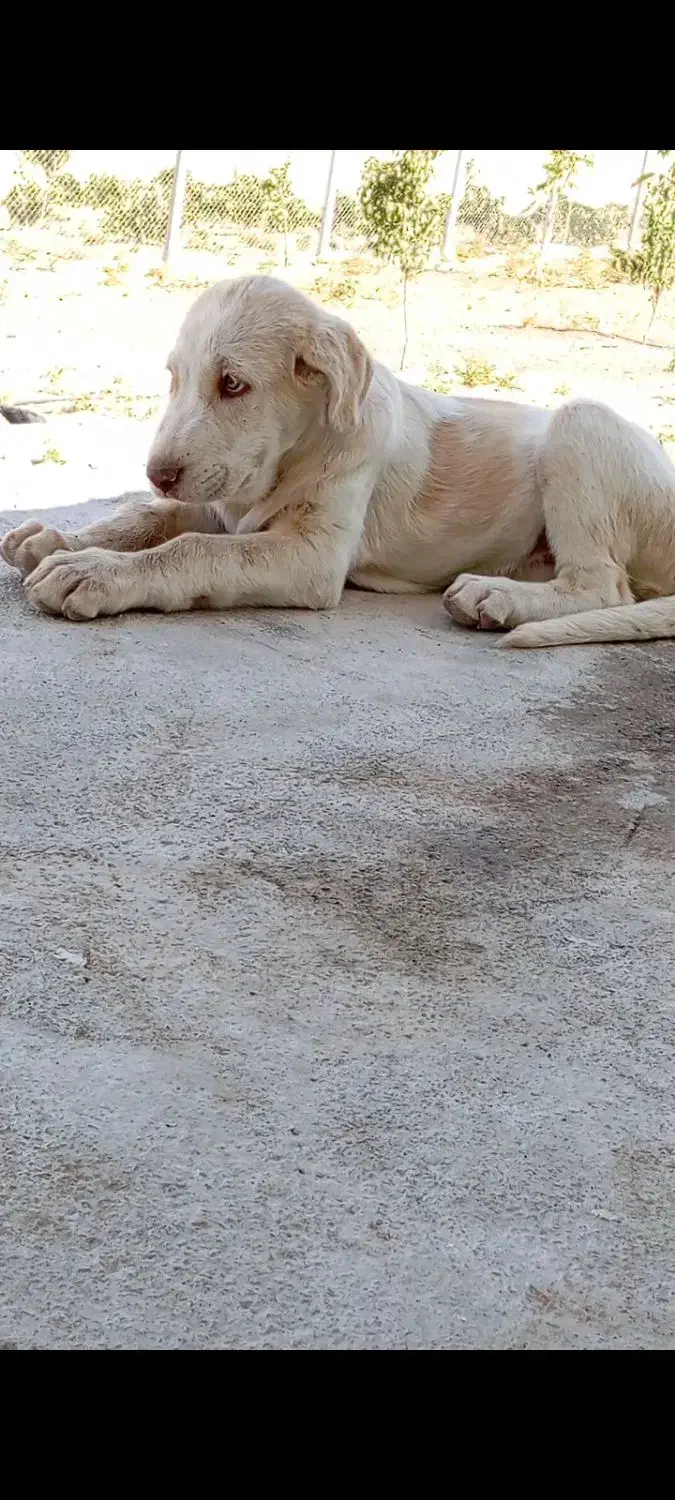 دزدیده شدن سه توله پشدر عراقی|سگ|مهاباد (آذربایجان غربی), |دیوار