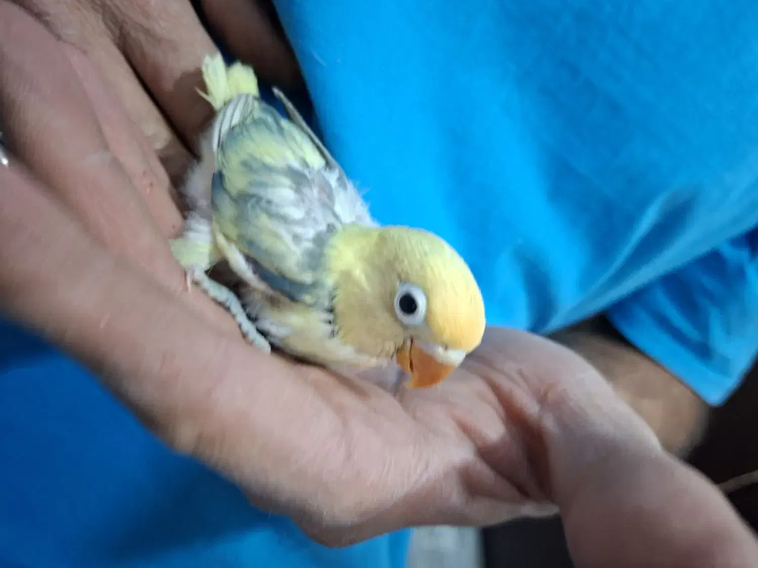 طوطی برزیلی پابلو و فیشر طلایی|پرنده|اسلامشهر, شهرک قائمیه|دیوار