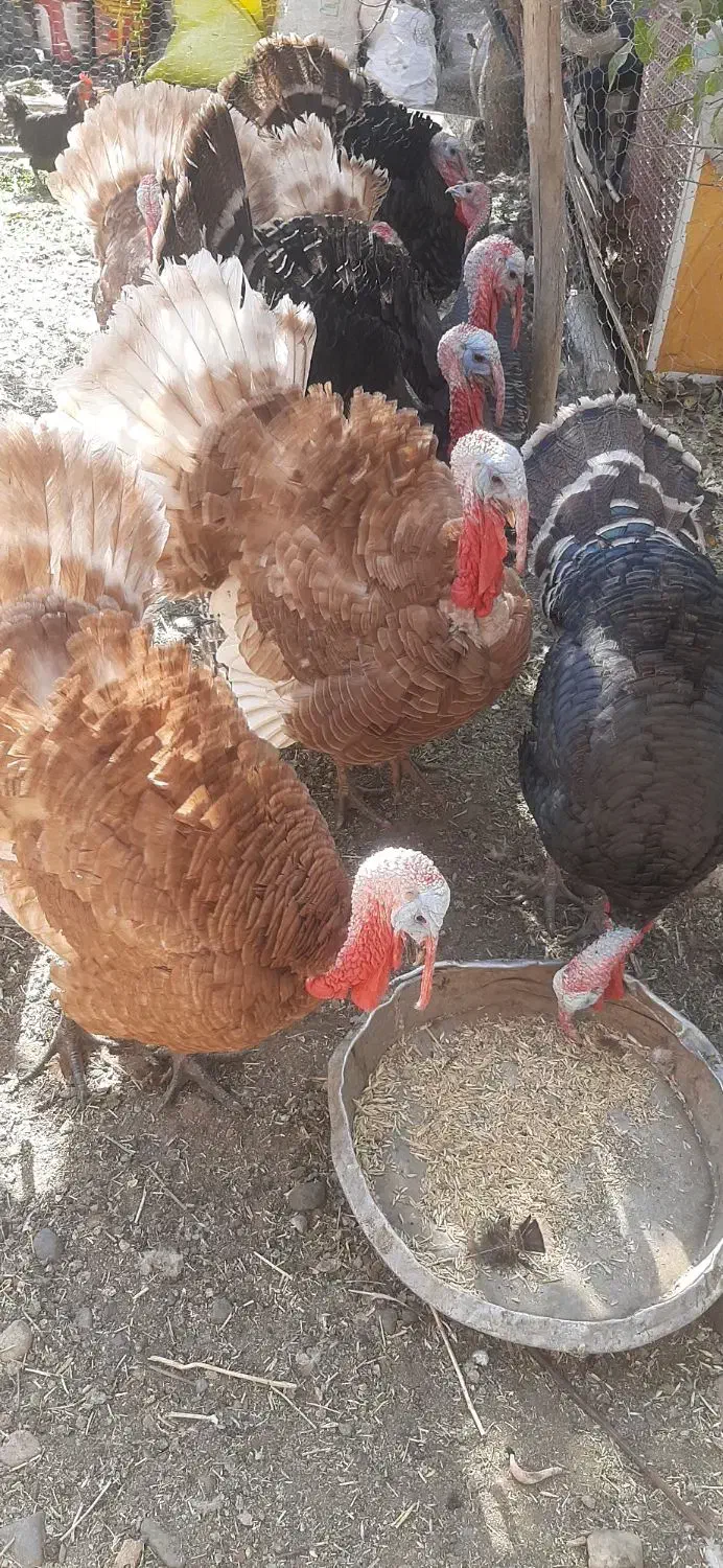 بوقلمون نر جوان|حیوانات مزرعه|تویسرکان, |دیوار