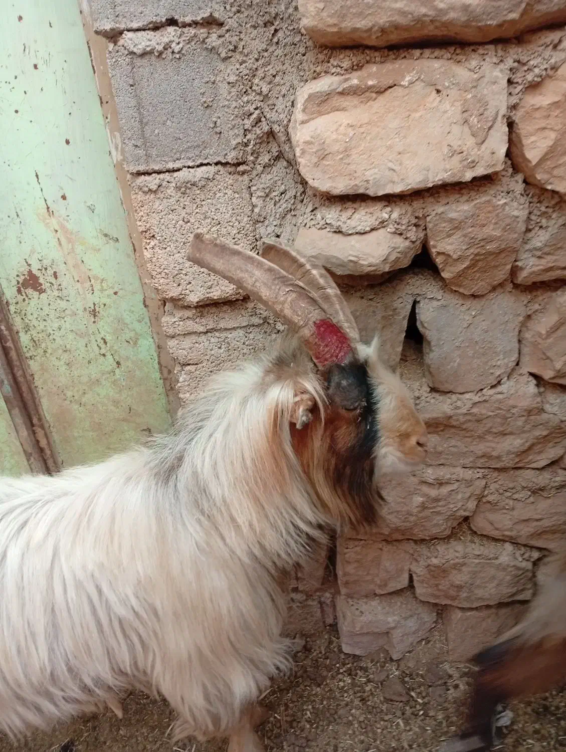 3سابرین|حیوانات مزرعه|اندیمشک, |دیوار