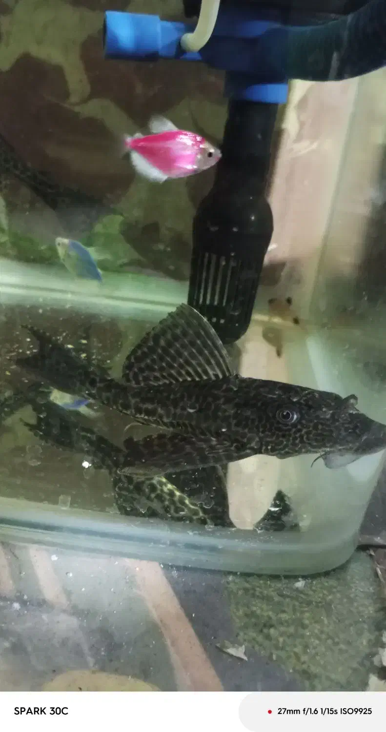 آگواریوم با وسایل|ماهی|بانه, |دیوار