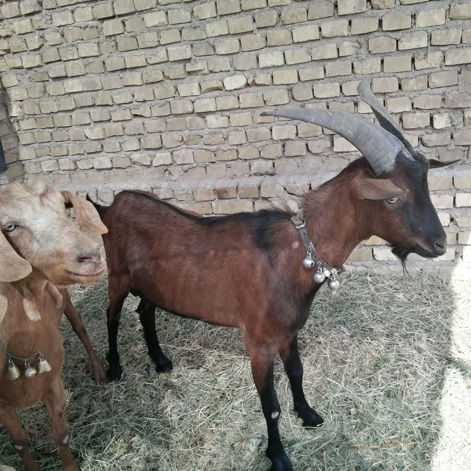 کره نر آلپاین|حیوانات مزرعه|میبد, |دیوار