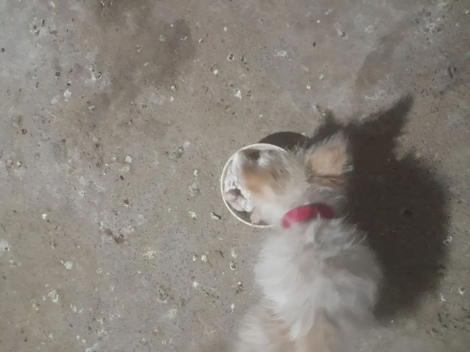 گم شده سگ|حیوانات|جیرفت, |دیوار