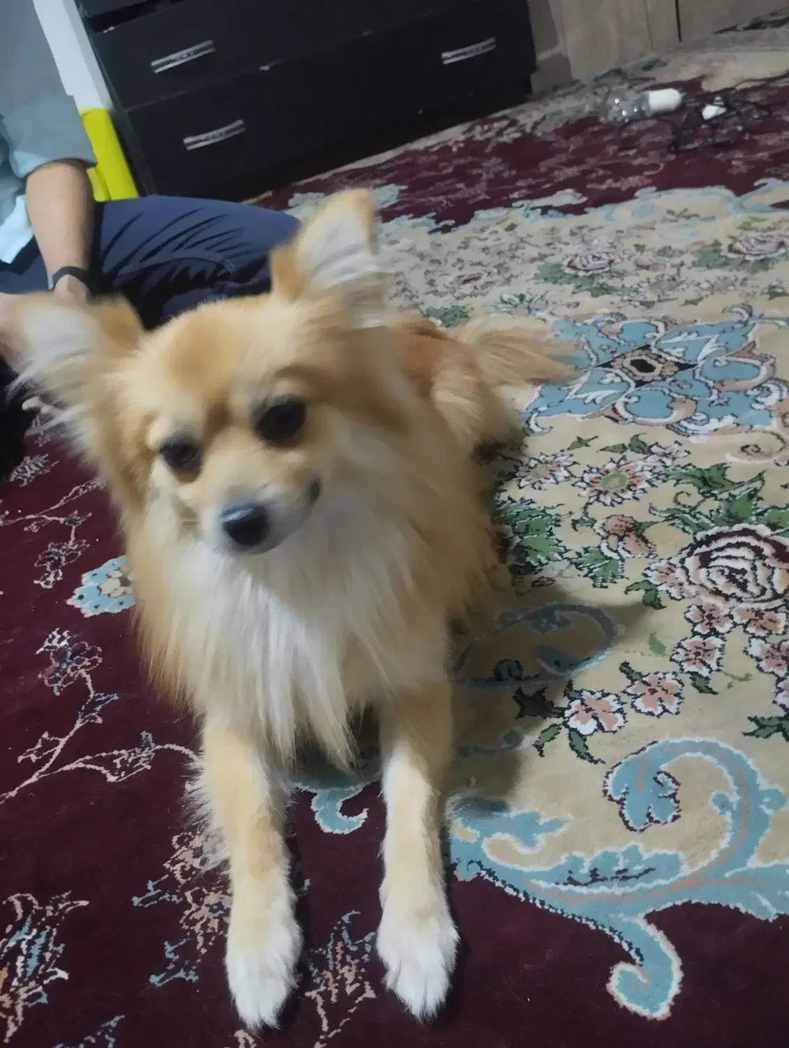 پامرانیا نژاد روباه اصلی|سگ|بیرجند, |دیوار