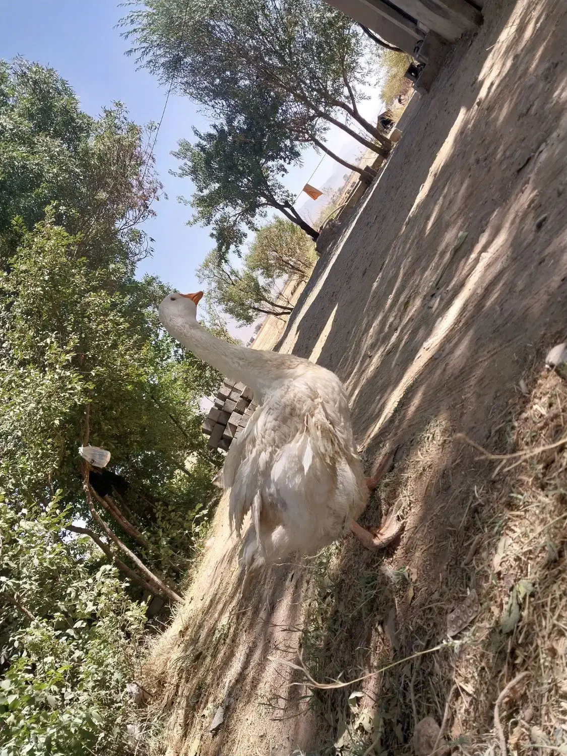 غاز ۵ ماهه|حیوانات مزرعه|خمین, |دیوار