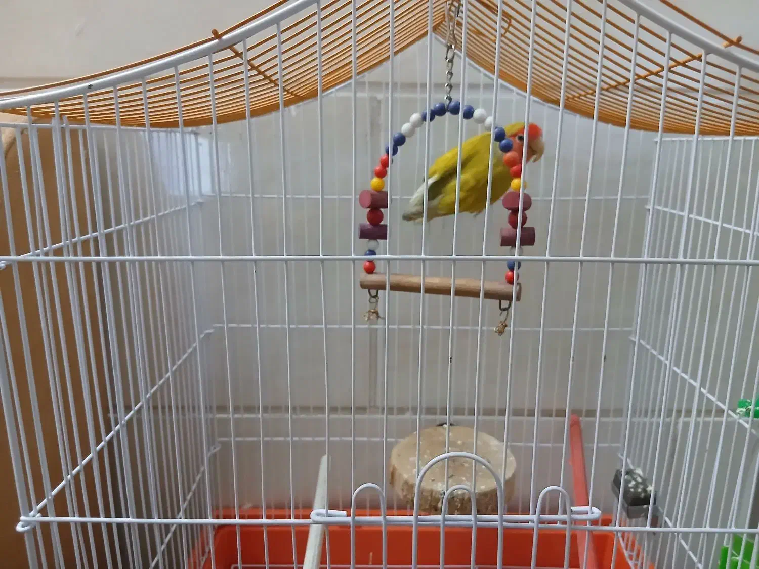 پرنده فروشی|پرنده|شیراز, تندگویان|دیوار