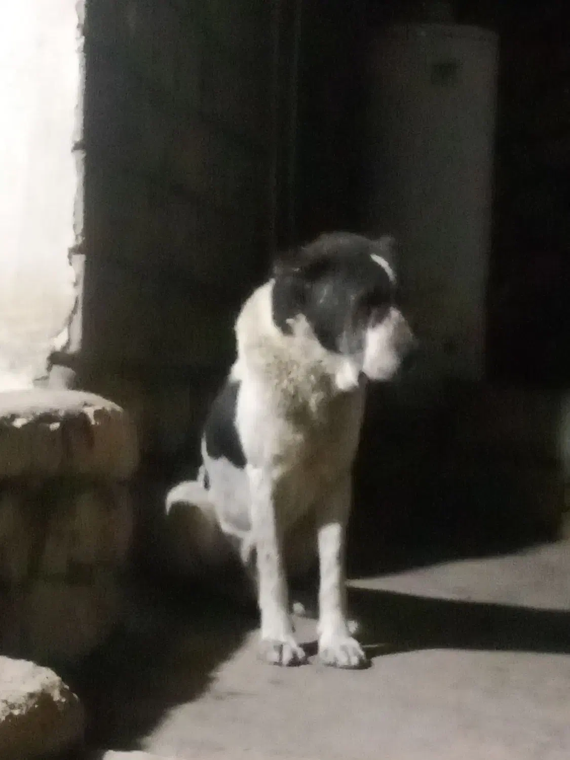 سگ قدرجونی|سگ|ایذه, |دیوار