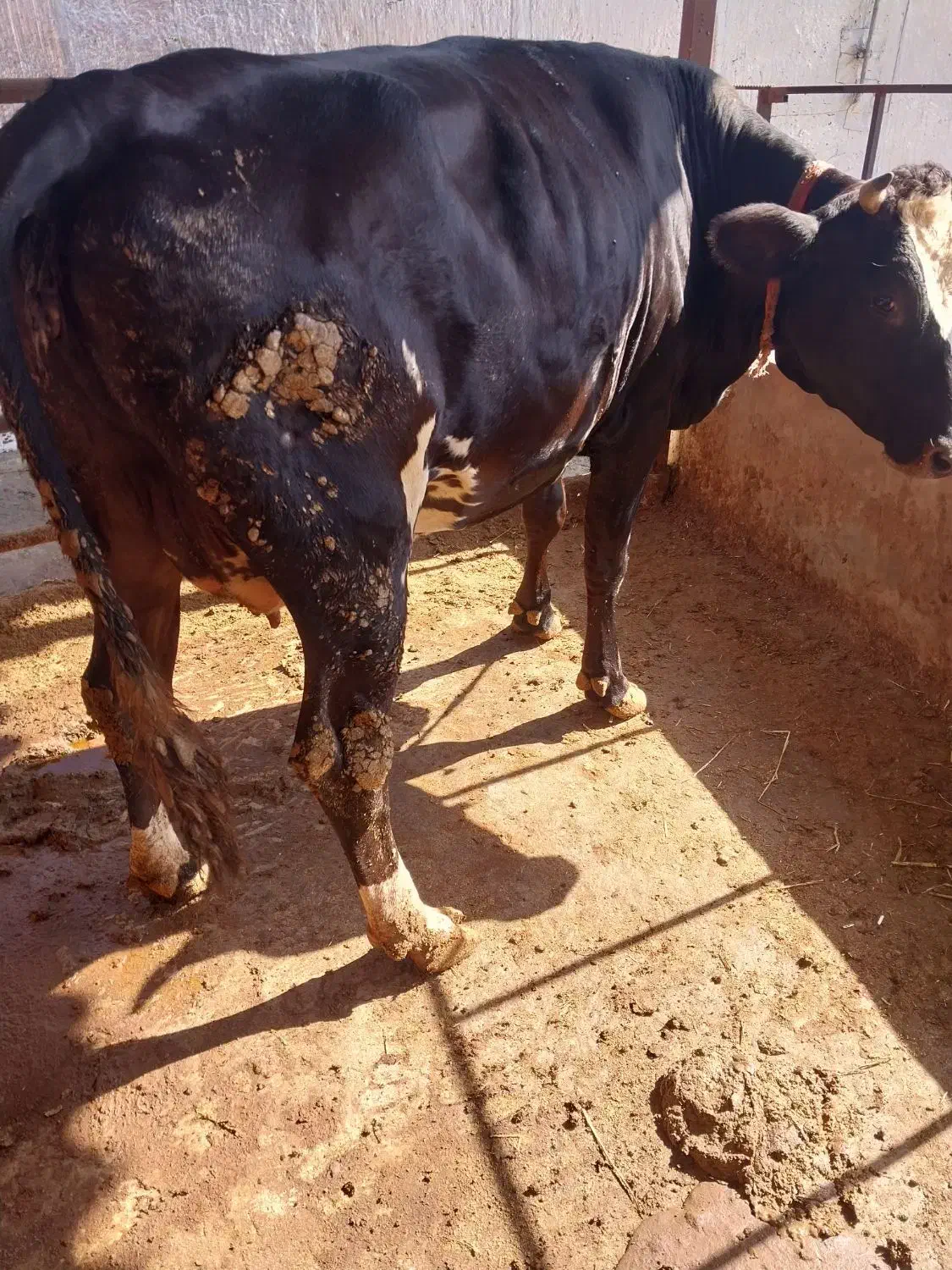 گاو آبستن|حیوانات مزرعه|نوکنده, |دیوار