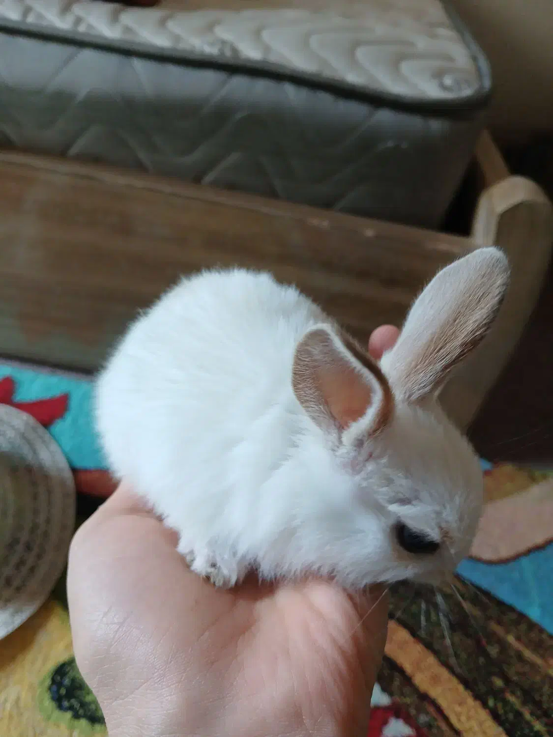 توضیحات رو بخون|موش و خرگوش|اصفهان, میرعماد|دیوار